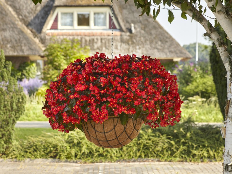 05082021 Begonia Spreading HB Red - 8645_AL